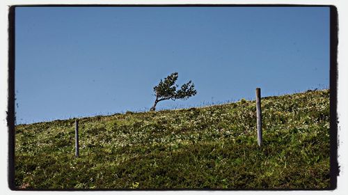 Plants growing on field against clear blue sky