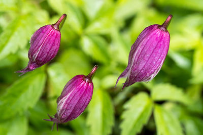 Close-up of purple flower