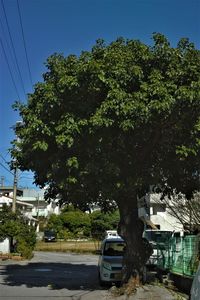 Car on tree