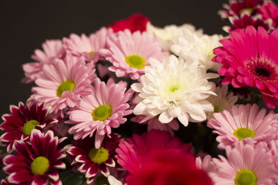 Close-up of pink flowers against black background