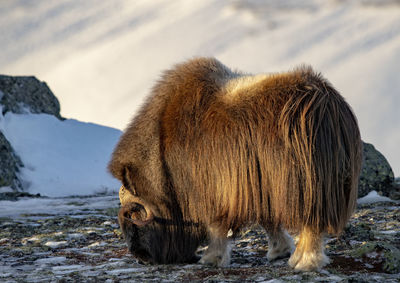 View of an animal on snow covered land