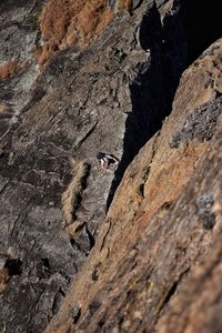Full frame shot of tree trunk