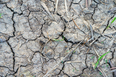 Full frame shot of dry plant