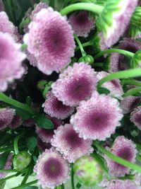 Close-up of pink flowers