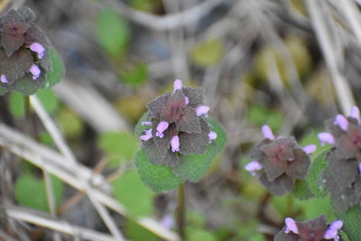 Close-up of purple flowering plant