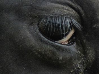 Close-up of horse