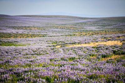 Scenic view of lavender field against sky