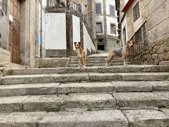 Cat walking on staircase of building