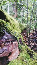 Moss covered trees in forest