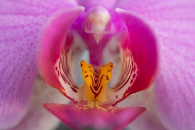 Close-up of pink flower