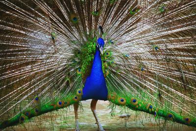 Close-up of peacock