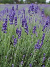 Close-up of purple flowering plants on field