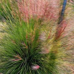 High angle view of pine tree