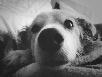 Close-up portrait of a dog