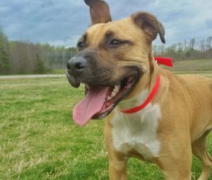 Close-up of black mouth cur dog standing on field