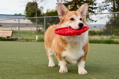 View of a dog looking away