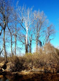 Bare trees against clear blue sky