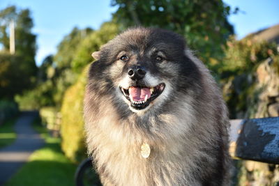 Close-up of dog against sky