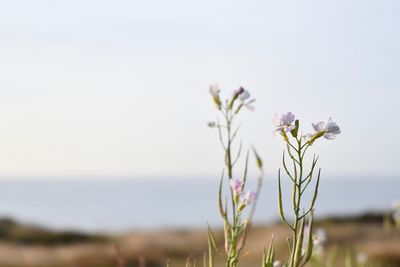 Close-up of purple flowering plant