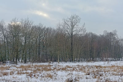 Bare trees on field against sky during winter