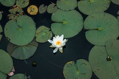 High angle view of lotus water lily in lake