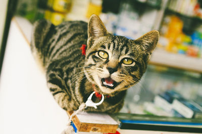 Close-up portrait of cat