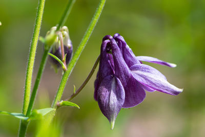 Close-up of purple flowering plant