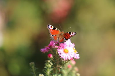 Close-up of butterfly pollinating flower