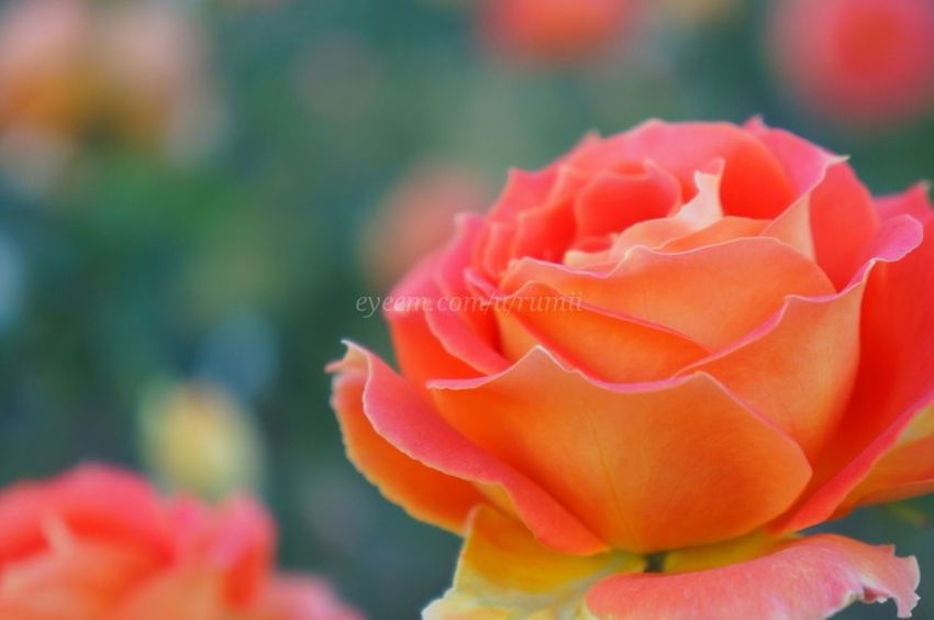 flower, petal, flower head, fragility, focus on foreground, freshness, close-up, beauty in nature, rose - flower, red, blooming, single flower, growth, nature, plant, in bloom, selective focus, pink color, outdoors, day