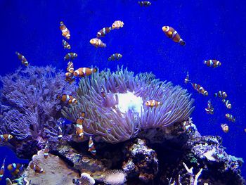 Close-up of jellyfish swimming in sea