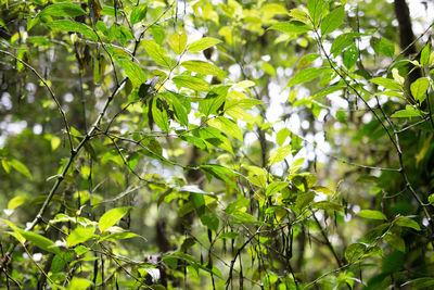 Low angle view of tree branches