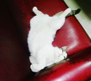 High angle view of cat sleeping