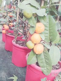 Close-up of fruits