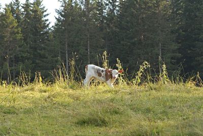 Dog standing on grassy field