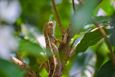 Close-up of a lizard on tree