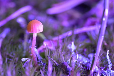 Close-up of mushroom growing on field