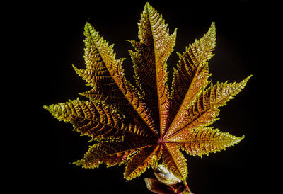 Detail shot of leaf against black background