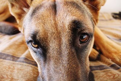 Close-up portrait of a dog