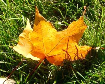 Close-up of maple leaves on grassy field