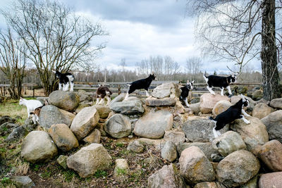 View of sheep on rock against sky