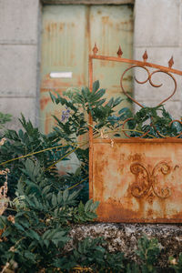 Close-up of potted plant against wall