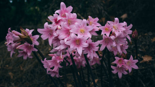 Close-up of pink flower