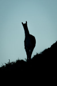 Low angle view of horse on field against clear sky