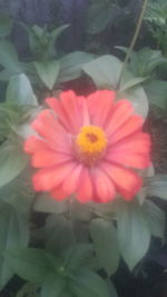 Close-up of pink flower