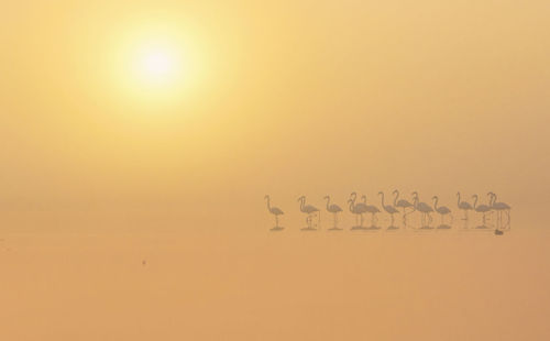 Birds flying in the sky