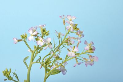 Low angle view of flowering plant against blue sky