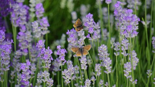 Close-up of butterflies on lavender