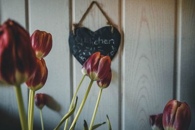 Close-up of tulip on window