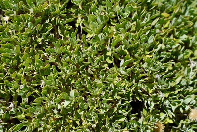 Full frame shot of fresh green plants