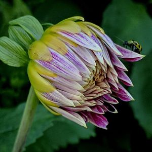 Close-up of purple flower blooming outdoors